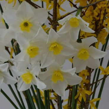 Narcissus 'White Lady'