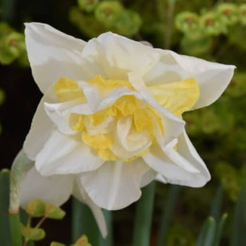 Narcissus 'White Lion'