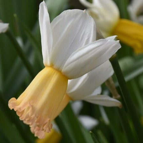 Narcissus 'Winter Waltz'