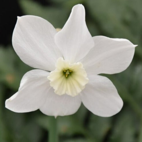 Narcissus 'Xit'