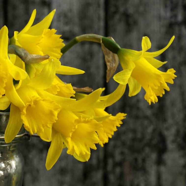 Narcissus asturiensis 'Piccolini'