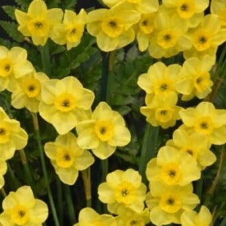 Narcissus 'Kokopelli'