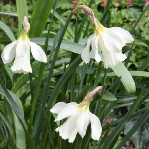 Narcissus moschatus