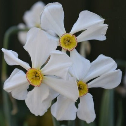 Narcissus poeticus ‘Ornatus’