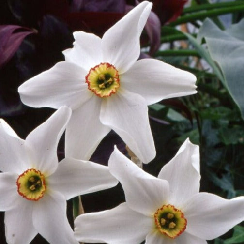 Narcissus poeticus recurvus