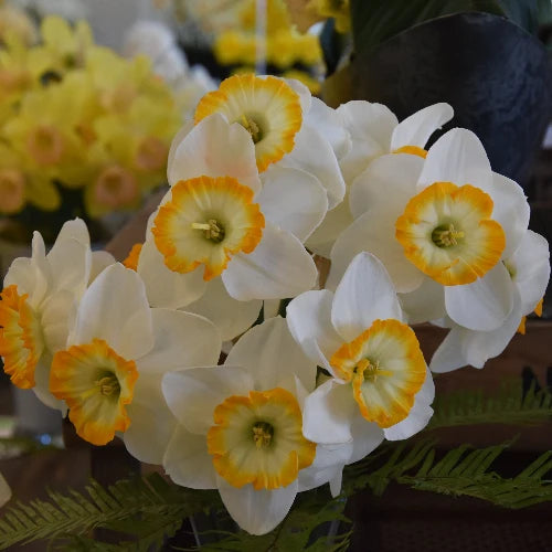 A close-up of white daffodils with bright yellow-orange trumpet centers and green foliage, photographed in a floral setting with blurred yellow flowers in the background.
