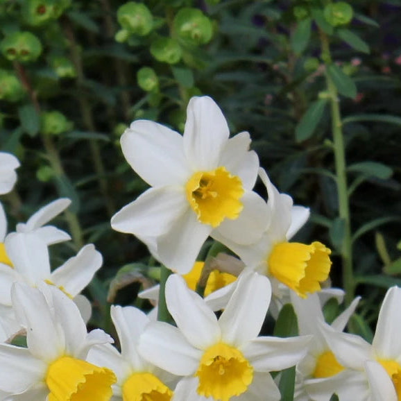 Narcissus 'Jack Sparrow' Bulbs