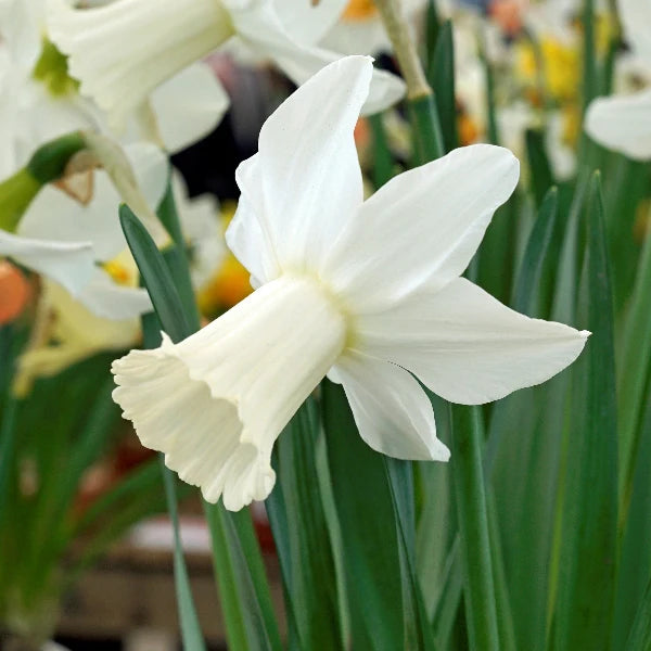 Close-up of a white daffodil flower with green leaves in the background