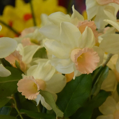A close-up of flowers in pale cream with soft peach centres and green leaves, photographed against a blurred background of more yellow flowers.