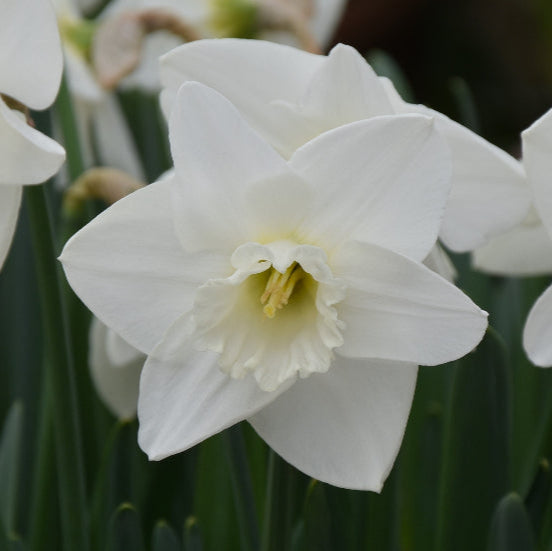 Narcissus 'Love You More' Bulbs