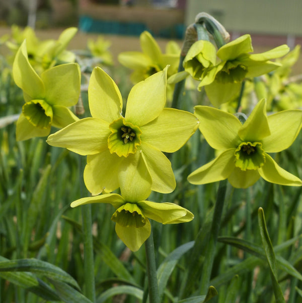 Narcissus 'Mesa Verde' Bulbs