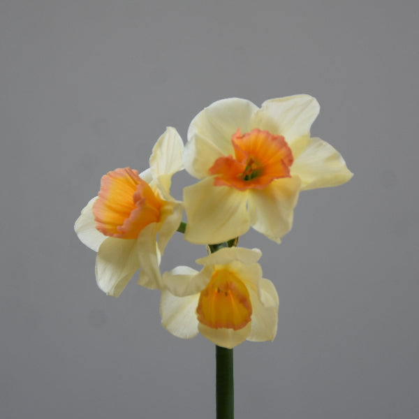 Narcissus 'Yazz' Bulbs