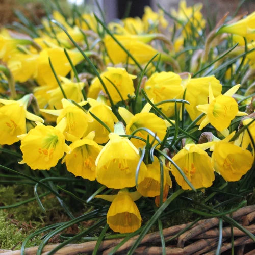 Narcissus bulbocodium obesus 'Diamond Ring' Bulbs