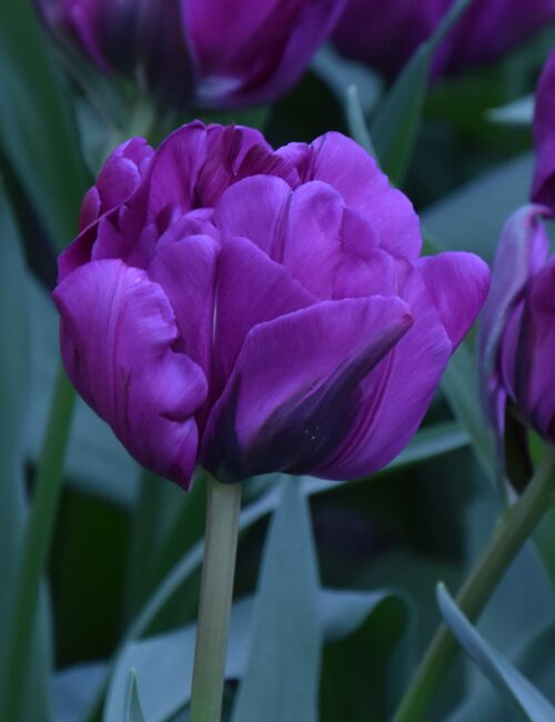 Tulip 'Negrita Double'