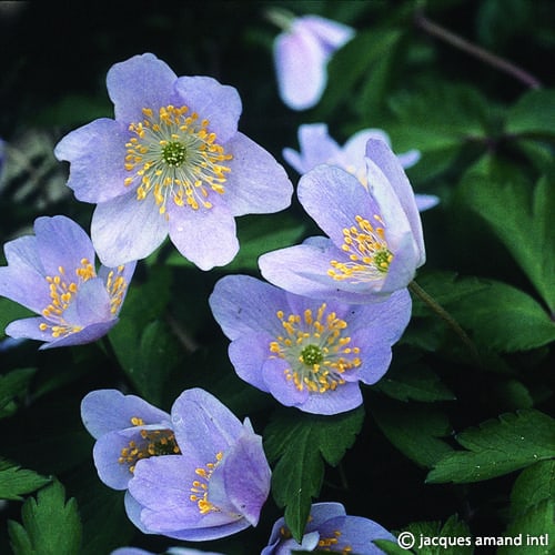 Anemone nemorosa 'Robinsoniana'