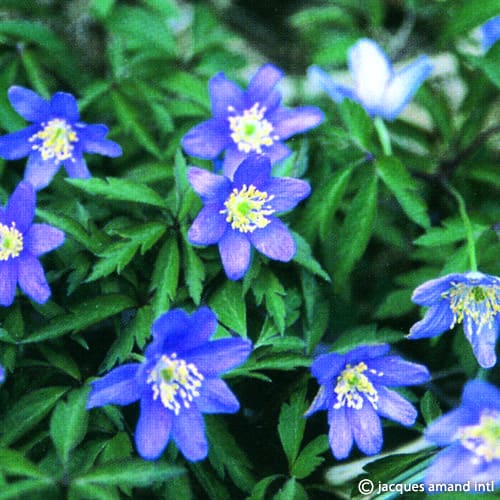 Anemone nemorosa 'Royal Blue'