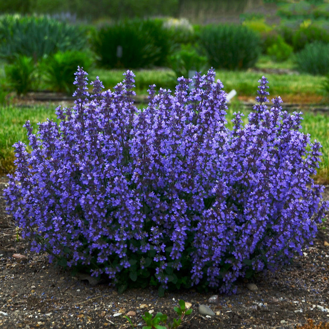 Nepeta 'Cats Pajamas'