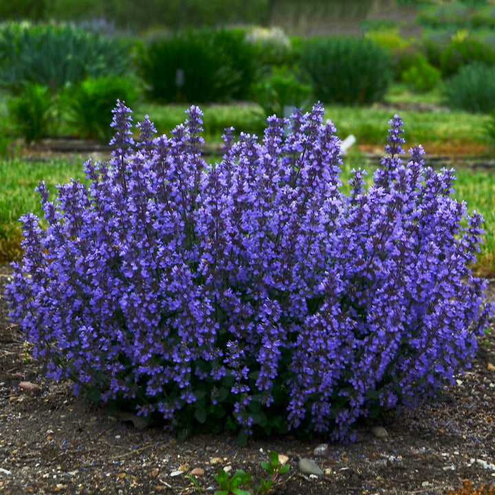 Nepeta 'Cats Pajamas'