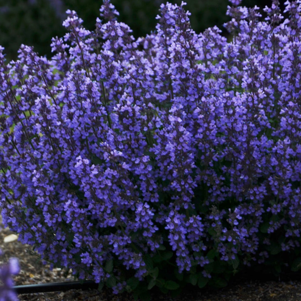 Nepeta 'Cats Pajamas'