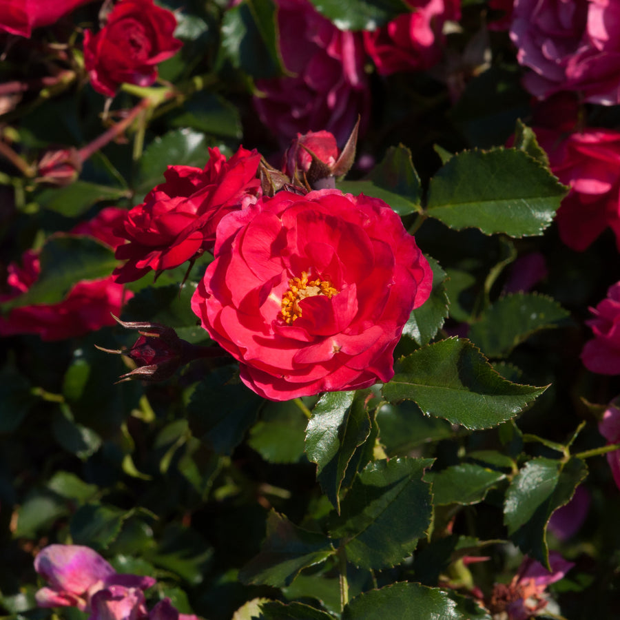 Rosa 'Nera' (Abundant Reka Collection)