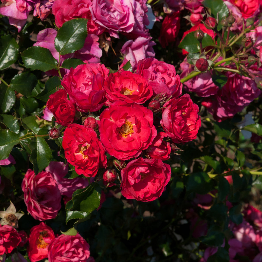 Rosa 'Nera' (Abundant Reka Collection)