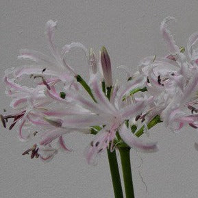 Nerine bowdenii 'Bionce'