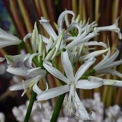 Nerine bowdenii 'Like a Virgin'