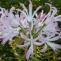 Nerine bowdenii 'Lipstick'