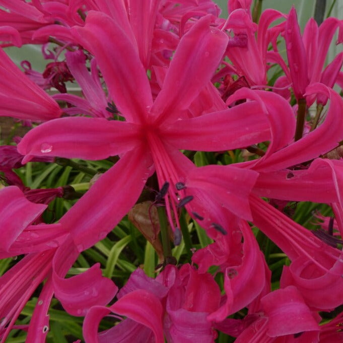 Nerine bowdenii 'Zeal Giant'