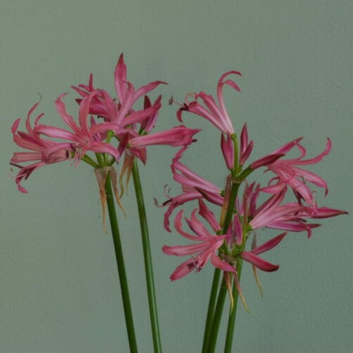 Nerine bowdenii 'Favourite'