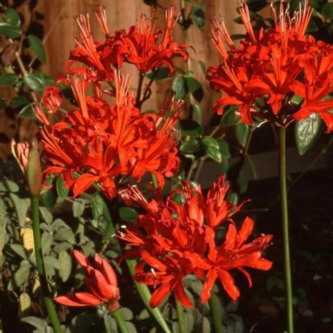 Nerine 'Red Pimpernel'