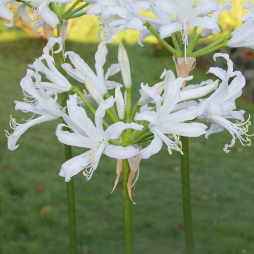 white nerine lily Nerine bowdenii 'Adele' Bulbs
