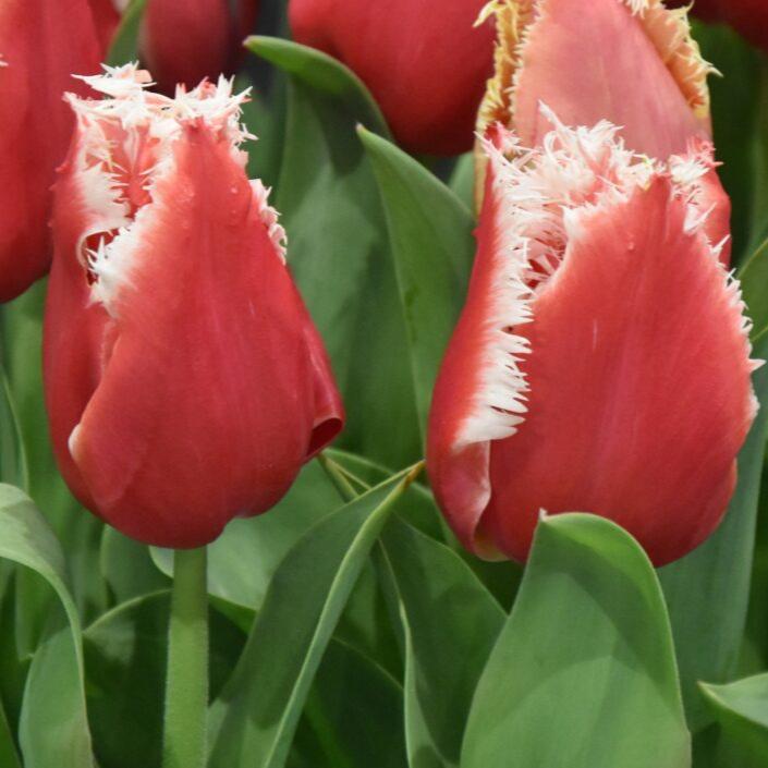 Tulip 'New Santa'