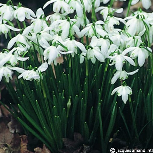 Galanthus nivalis 'Flore Pleno'