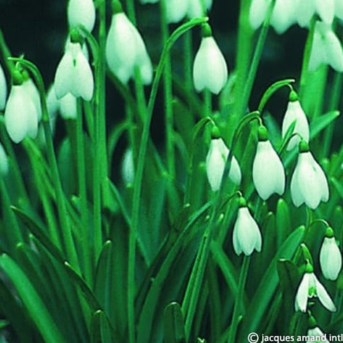 Galanthus nivalis 6+cm