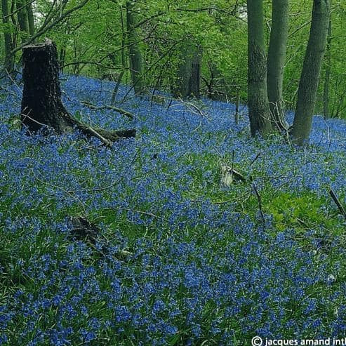 Hyacinthoides non-scripta 'Common Bluebell'