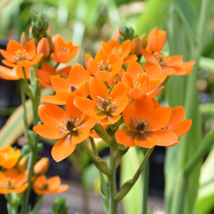 Ornithogalum dubium Bulbs | Orange Star of Bethlehem