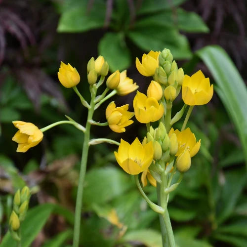 Ornithogalum dubium Yellow Bulbs | Yellow Star of Bethlehem
