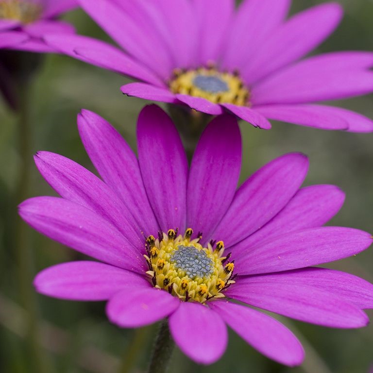 Osteospermum 'In the Pink'