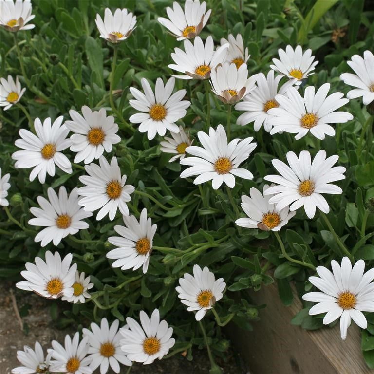 Osteospermum 'Snow Pixie'
