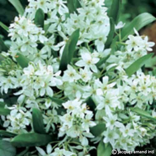 Ornithogalum oligophyllum