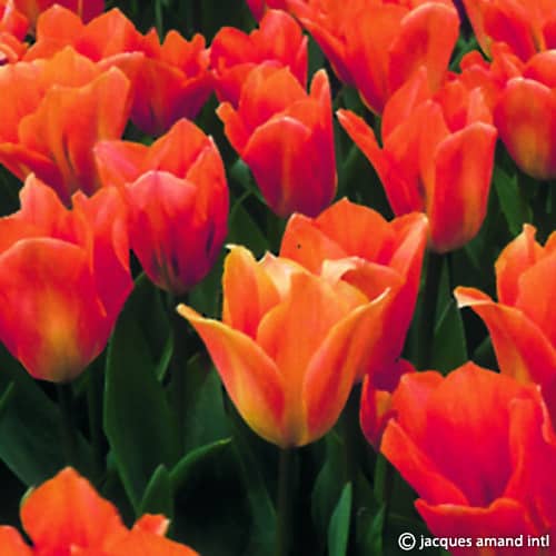 Tulip 'Orange Emperor'