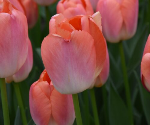Tulip 'Orange Pride'