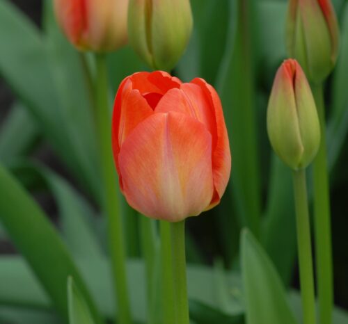 Tulip 'Orange Van Eijk'