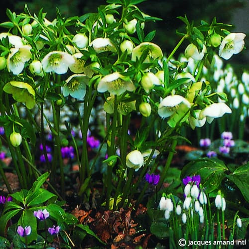 Helleborus orientalis - Singles Mixture