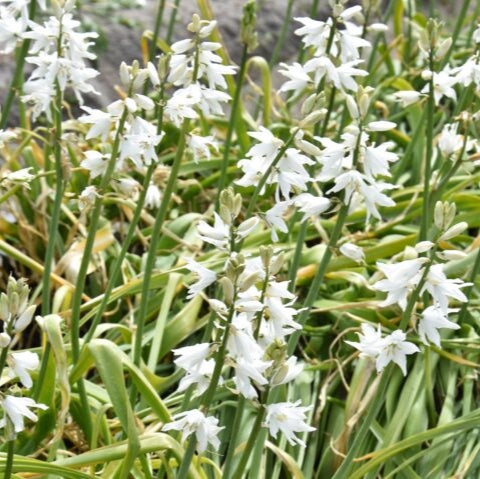 Ornithogalum ponticum 'Sochi'