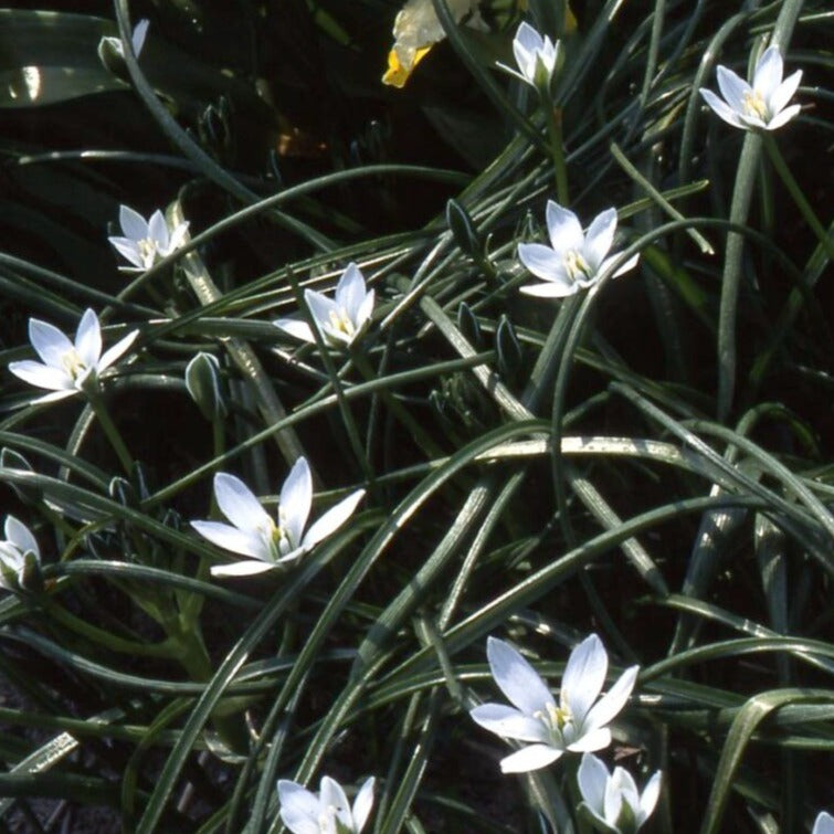 Ornithogalum umbellatum