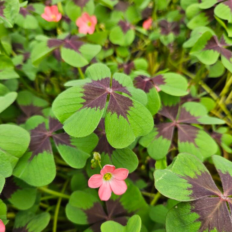 Oxalis deppei 'Iron Cross'