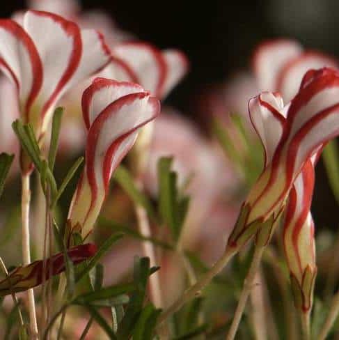 Oxalis versicolor