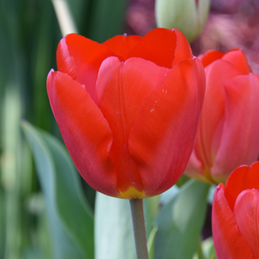 Tulipa 'Oxford' Bulbs